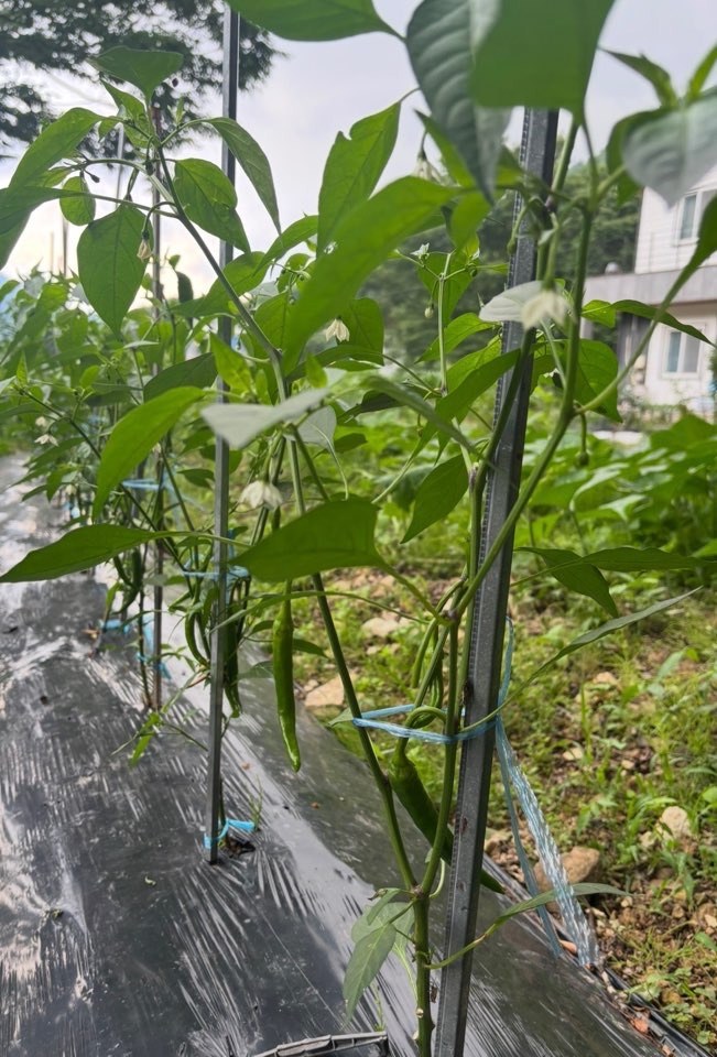 음식 이야기 사진 2